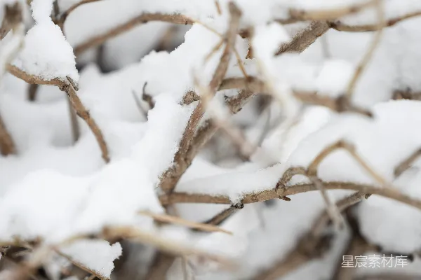 高清摄影 雪中的枯枝