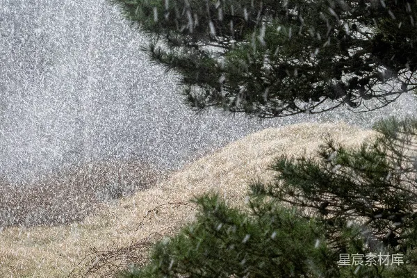 高清摄影 冬日雪景中的松树枝