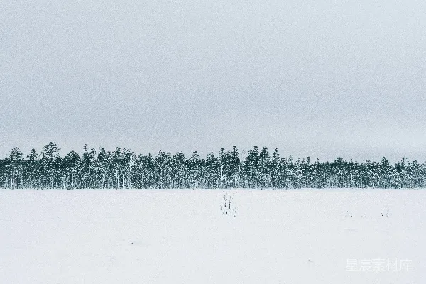 高清摄影 雪地森林