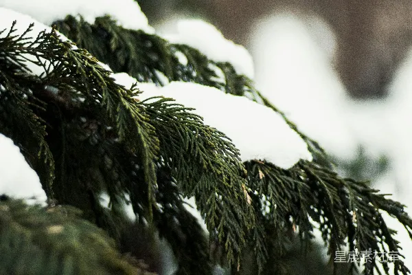 高清摄影 冬日松针上的雪