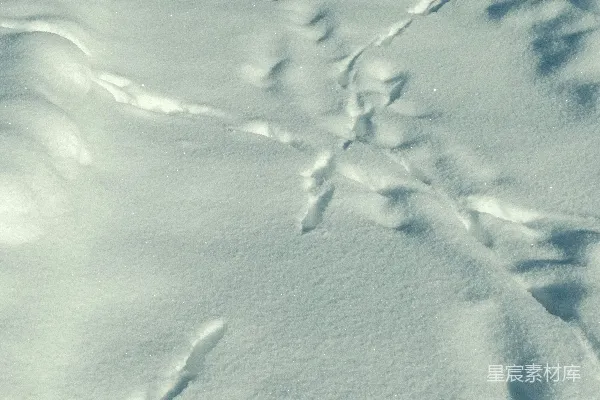 高清摄影 雪地上的动物足迹