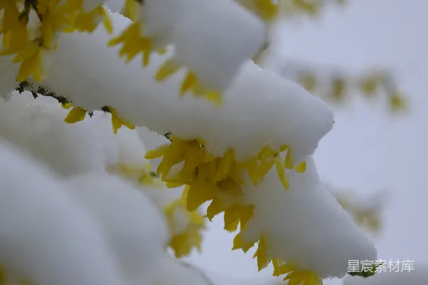 高清摄影 雪中绽放的黄色花朵