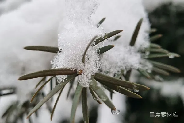 高清摄影 冬日松枝上的雪
