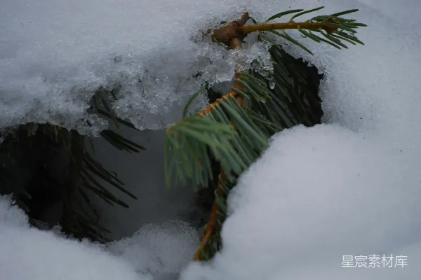 高清摄影 雪中松枝