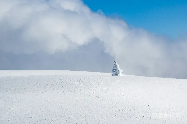 高清摄影 雪地中的孤树