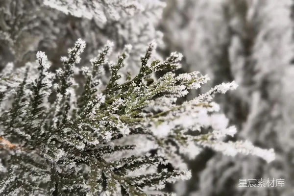 高清摄影 冬日松枝雪景