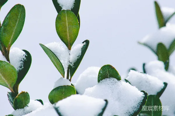 高清摄影 冬日绿叶与积雪
