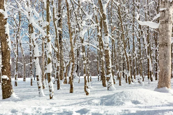 高清摄影 冬日雪林静谧之美