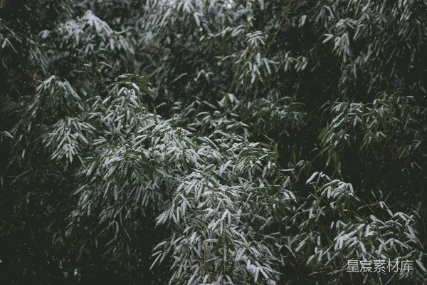 高清摄影 雪中的竹叶