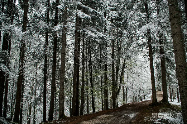 高清摄影 冬日雪景中的松树林