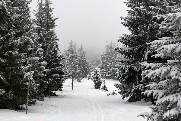 高清摄影 雪中的森林小径