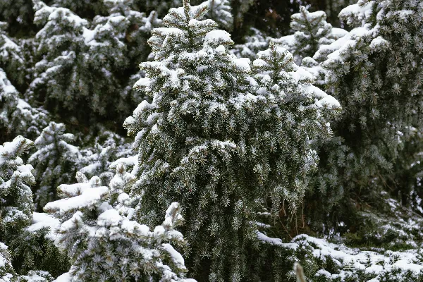 高清摄影 雪后的松树林