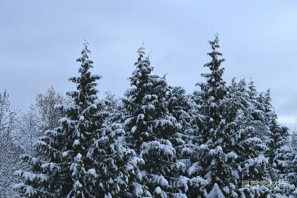 高清摄影 冬日雪景中的松树