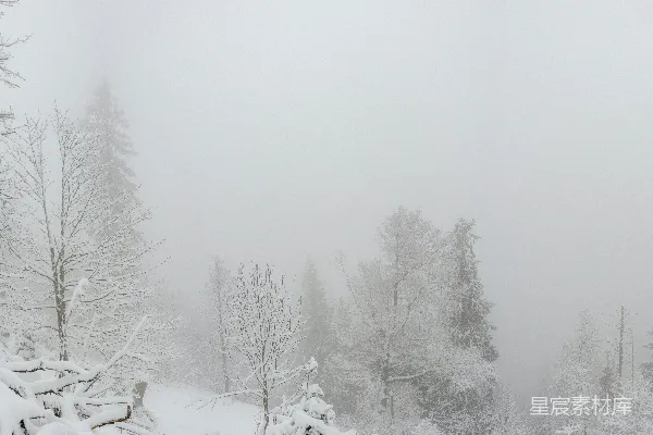 高清摄影 冬日雪景：雾中森林