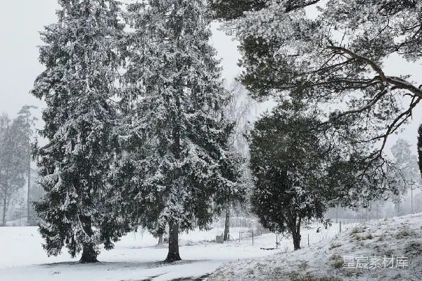 高清摄影 冬日雪景中的松树