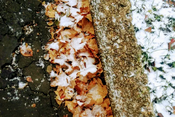 高清摄影 雪中的落叶与石墙
