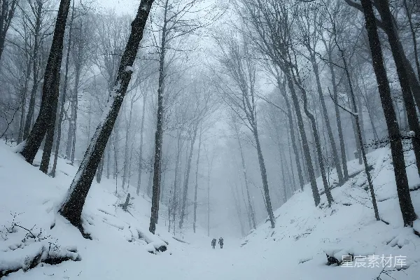 高清摄影 雪中的森林小径