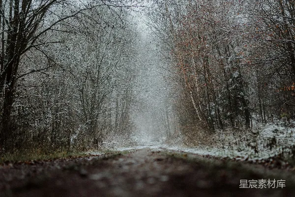 高清摄影 冬日雪景中的森林小径