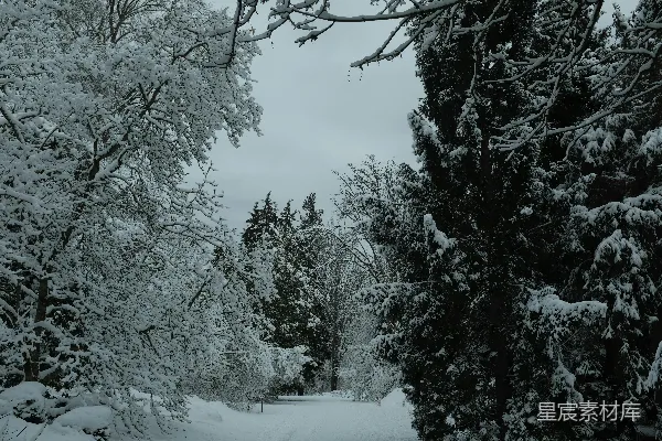 高清摄影 冬日雪景中的森林小径