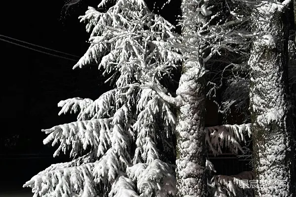 高清摄影 雪后松树