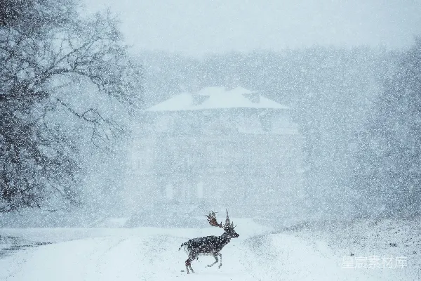 高清摄影 雪中的鹿