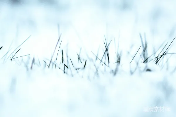 高清摄影 雪地中的草尖