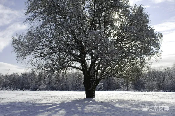高清摄影 冬日雪景中的孤树