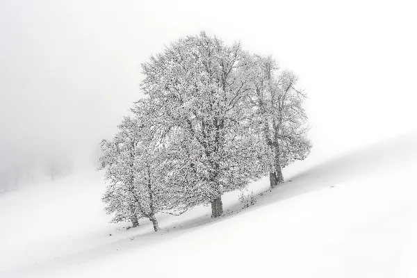 高清摄影 冬日里的雪树