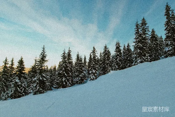 高清摄影 雪林中的宁静时光