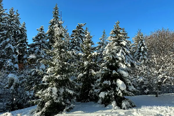 高清摄影 冬日雪景中的松树
