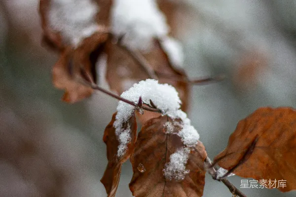 高清摄影 冬日树梢上的雪