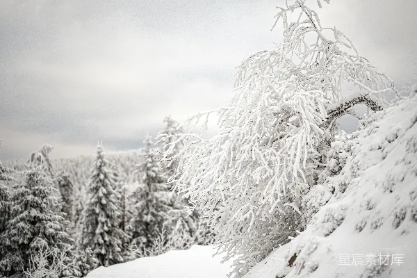 高清摄影 雪中的松树