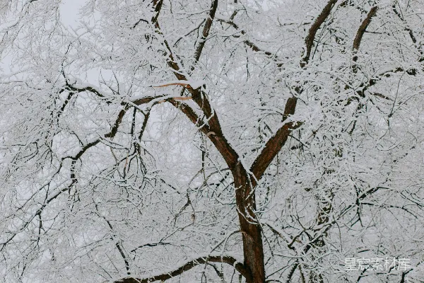 高清摄影 冬日雪景中的枯树