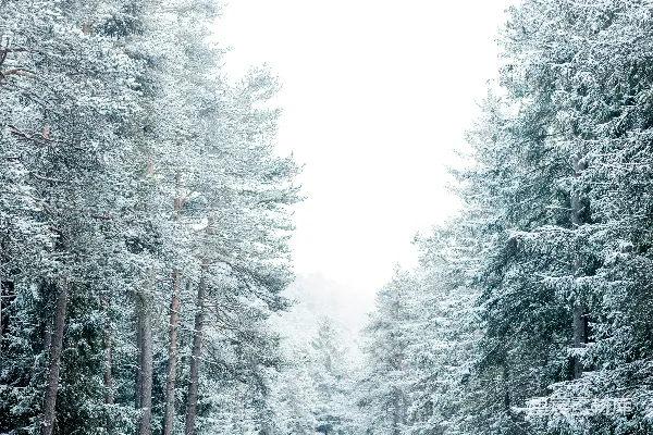 高清摄影 雪后森林中的宁静小路