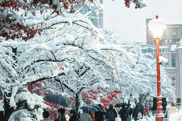 高清摄影 雪中的红叶小径