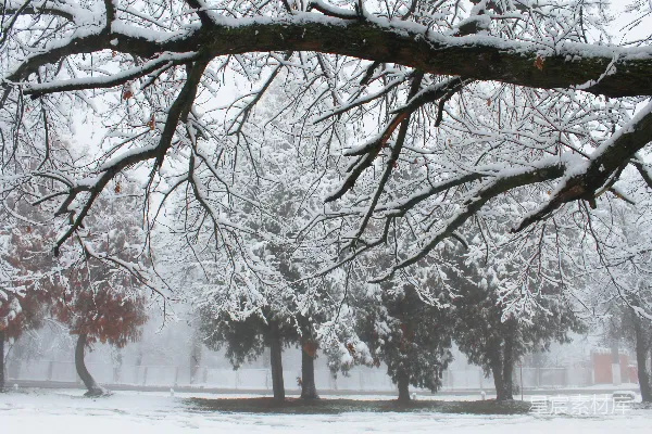 高清摄影 冬日雪景中的树木