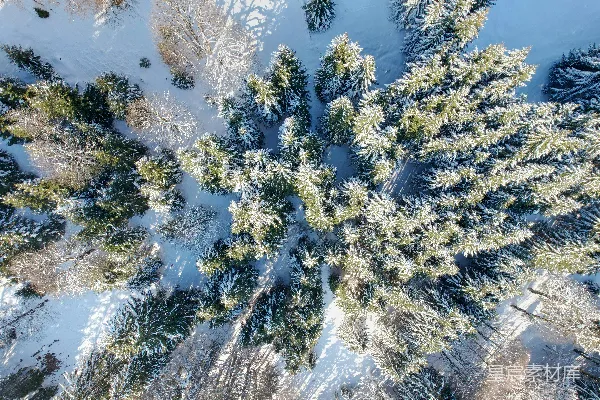 高清摄影 雪中松林俯瞰图