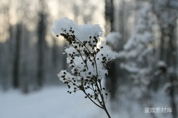 高清摄影 冬日雪景中的枯枝