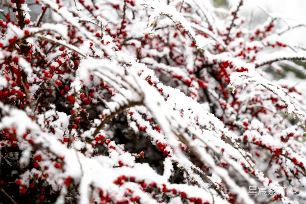 高清摄影 雪后红果