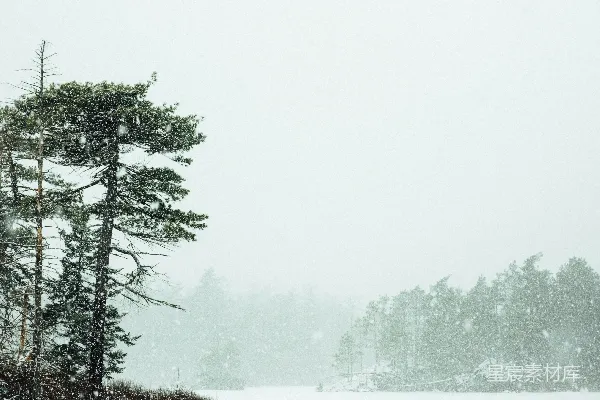 高清摄影 雪中的松树林