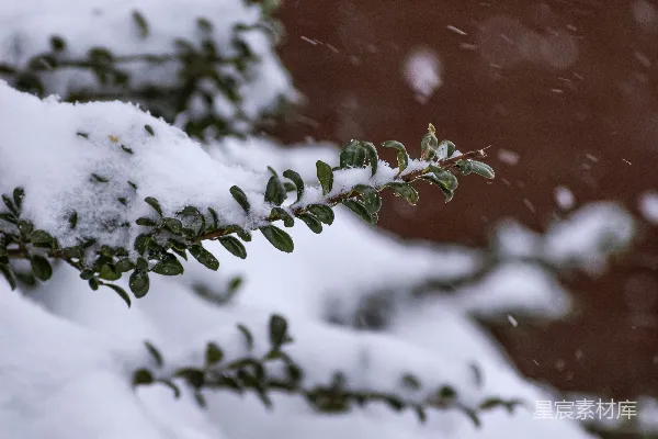 高清摄影 雪中的绿色枝叶