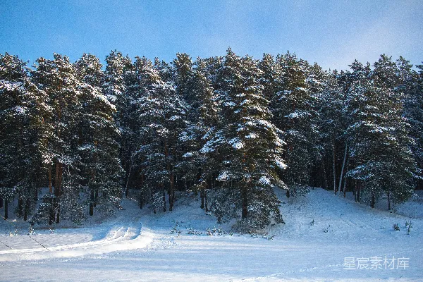 高清摄影 冬日松林雪景
