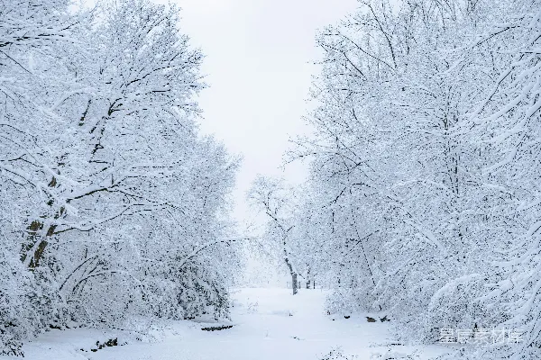 高清摄影 冬日雪景中的森林小径