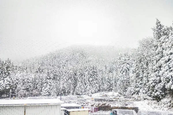 高清摄影 冬日雪景下的森林与建筑