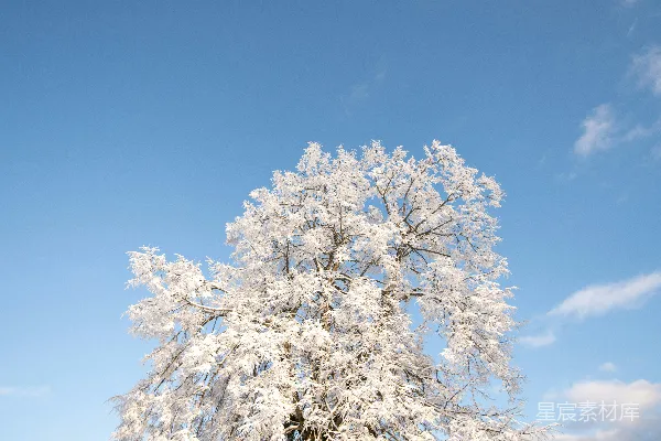 高清摄影 冬日雪景中的孤树