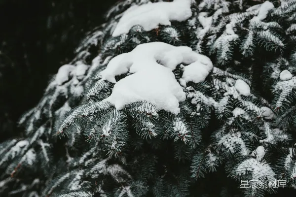 高清摄影 冬日松枝雪景