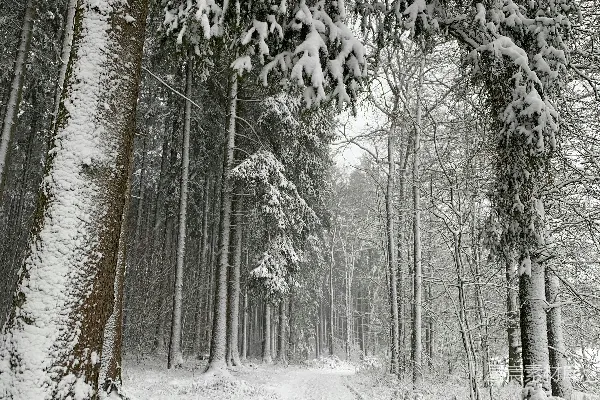 高清摄影 冬日雪林小径