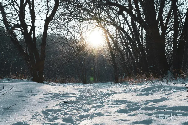 高清摄影 冬日阳光下的雪林