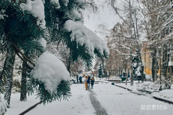 高清摄影 冬日松枝上的雪花