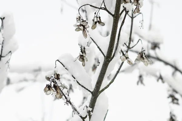 高清摄影 雪后的树枝